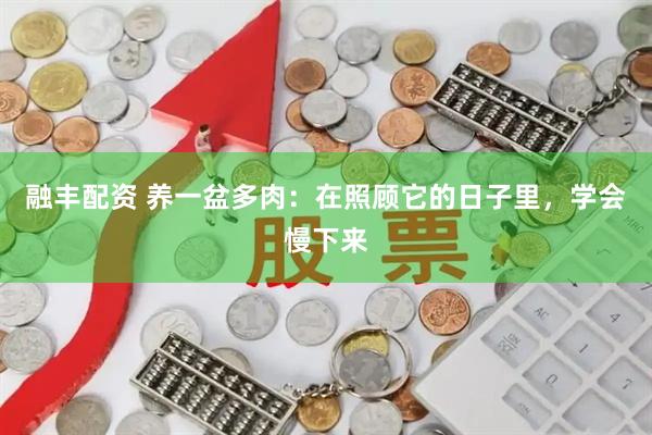 融丰配资 养一盆多肉：在照顾它的日子里，学会慢下来